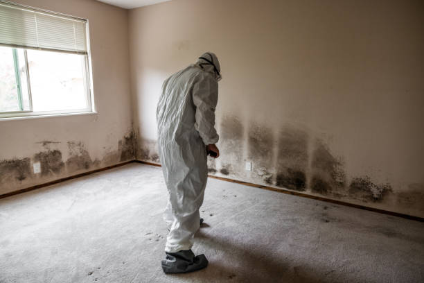 Trusted Emigration Canyon, UT Mold Removal Experts